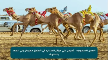 الهجن السعودية.. تهيمن على مراكز الصدارة في انطلاق مهرجان ولي العهد بالطائف